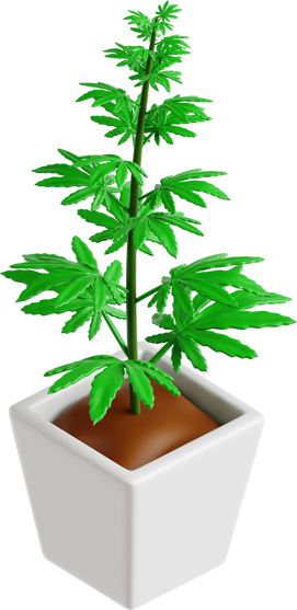 Cannabis Plant Herbal Marijuana