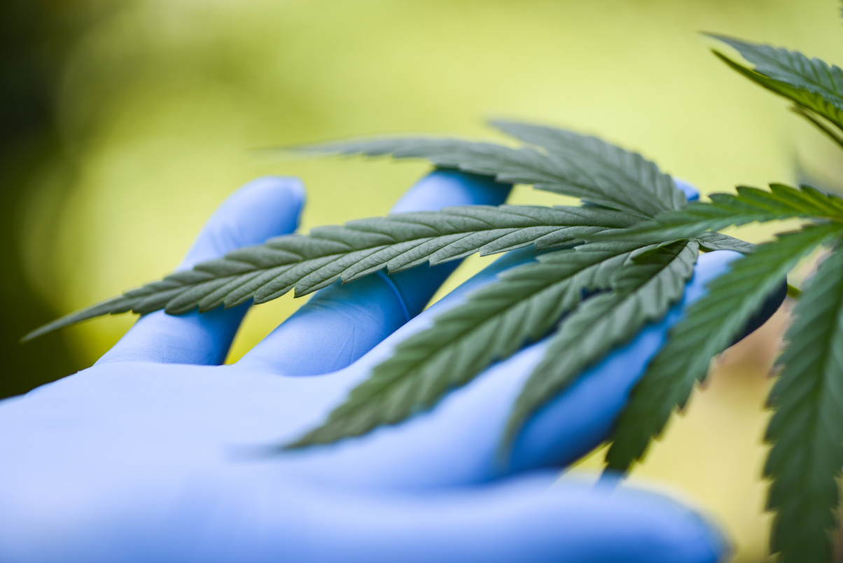 Hand Touch Marijuana Leaves Cannabis Plant